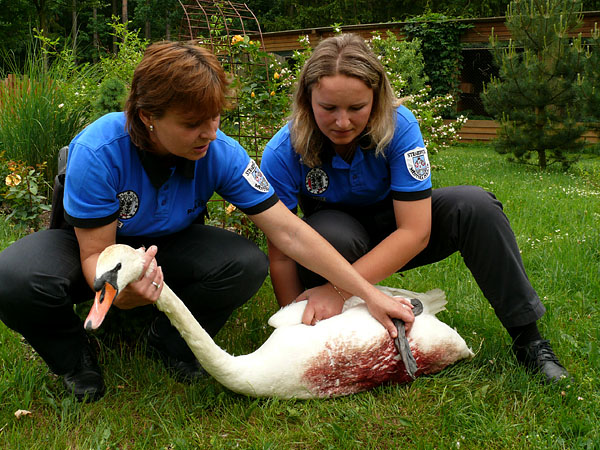 spolupráce s městskou policií při odchytu poraněné labutě
