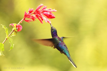 Kolibřík fialkový