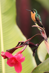 Kolibřík pokřovní