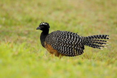 Bare-Faced Curassow